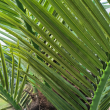 GloboStar® Artificial Garden PHOENIX ROEBELENII PALM TREE 20597 Τεχνητό Διακοσμητικό Φυτό Φοινικόδεντρο Ρομπελίνι Εξωτερικού Χώρου IP68 UV Certified Protection Υ600cm