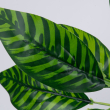 GloboStar® ZEBRA PLANT 78221 Τεχνητό Φυτό Ζέβρα - Μπουκέτο Διακοσμητικών Φυτών - Κλαδιών με Φύλλωμα Πράσινο Υ16cm
