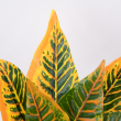 GloboStar® ORANGE CROTON 78260 Τεχνητό Φυτό Κρότωνας Πορτ. - Μπουκέτο Διακοσμητικών Φυτών - Κλαδιών με Φύλλωμα Πράσινο - Πορτοκαλί Υ34cm