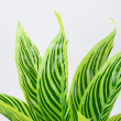 GloboStar® PEACOCK PLANT L.GREEN 78287 Τεχνητό Φυτό Καλαθέα Α.Πρ. - Μπουκέτο Διακοσμητικών Φυτών - Κλαδιών με Φύλλωμα Πράσινο Υ30cm