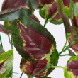 GloboStar® AMARANTHUS TRICOLOR 78296 Τεχνητό Φυτό Αμάραντος Τρίχρωμος - Μπουκέτο Διακοσμητικών Φυτών - Κλαδιών με Φύλλωμα Πράσινο - Κόκκινο - Κίτρινο Υ34cm