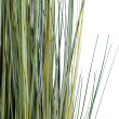 GloboStar® Artificial Garden ERIOPHORUM ANGUSTIFOLIUM COTTON GRASS 20073 Τεχνητό Διακοσμητικό Φυτό Γρασίδι του Βαμβακιού Υ150cm