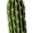 GloboStar® Artificial Garden CEREUS JAMACARU CACTUS 20120 Τεχνητό Διακοσμητικό Φυτό Κάκτος Κηρίος Υ110cm