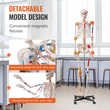 VEVOR Human Skeleton Model for Anatomy, 71,65&quot; φυσικού μεγέθους, Ακριβές μοντέλο σκελετού ανατομίας PVC με συνδέσμους, κινητά χέρια, πόδια και γνάθο, με μυϊκή προέλευση &amp; σημεία εισαγωγής, για επαγγελματική διδασκαλία