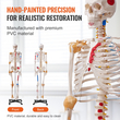 VEVOR Human Skeleton Model for Anatomy, 71,65&quot; φυσικού μεγέθους, Ακριβές μοντέλο σκελετού ανατομίας PVC με συνδέσμους, κινητά χέρια, πόδια και γνάθο, με μυϊκή προέλευση &amp; σημεία εισαγωγής, για επαγγελματική διδασκαλία