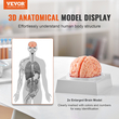 VEVOR Human Brain Model Anatomy, Ανατομικό μοντέλο ανθρώπινου εγκεφάλου 1:1 φυσικού μεγέθους 9-τμημάτων με ετικέτες &amp; βάση προβολής, αποσπώμενο μοντέλο εγκεφάλου για επιστημονική έρευνα Διδασκαλία Μάθηση Οθόνη Μελέτη στην τάξη