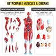 VEVOR Human Muscular Figure, 27 Parts Muscular Anatomy Model, Half Life Size Human Muscle and Organ Model, Muscle Model with Stand, Muscular System Model with Detachable Organs, for Medical Learning