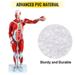 VEVOR Human Muscular Figure, 27 Parts Muscular Anatomy Model, Half Life Size Human Muscle and Organ Model, Muscle Model with Stand, Muscular System Model with Detachable Organs, for Medical Learning