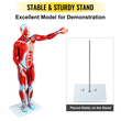 VEVOR Human Muscular Figure, 27 Parts Muscular Anatomy Model, Half Life Size Human Muscle and Organ Model, Muscle Model with Stand, Muscular System Model with Detachable Organs, for Medical Learning