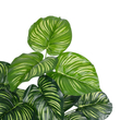 GloboStar® Artificial Garden CALATHEA PLANT 20933 Διακοσμητικό Φυτό Καλαθέα Φ55 x Υ55cm
