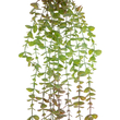 GloboStar® Artificial Garden HANGING EUCALYPTUS 20810 Τεχνητό Διακοσμητικό Κρεμαστό Φυτό Ευκάλυπτος Μ16 x Π9 x Υ105cm