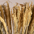 GloboStar® ERICAGRASS 36504 Αποξηραμένο Φυτό Έρρικα - Μπουκέτο Διακοσμητικών Κλαδιών Μπεζ - Πράσινο Υ60cm
