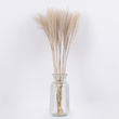 GloboStar® MISCANTHUS 36535 Αποξηραμένο Φυτό Μίσχανθος - Μπουκέτο Διακοσμητικών Κλαδιών Μπεζ Υ60cm
