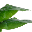 GloboStar® Artificial Garden BANANA STRELITZIA REGINAE 20381 - Τεχνητό Διακοσμητικό Φυτό  Μπανανιά - Στρελίτσια - Πουλί του Παραδείσου Υ230cm