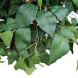 GloboStar® Artificial Garden FICUS BENJAMINA TREE 20432 Τεχνητό Διακοσμητικό Φυτό Φίκος Μπενζαμίνη Υ300cm