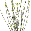 GloboStar® Artificial Garden GREEN WILLOW FLOWER BRANCH 21458 Τεχνητό Διακοσμητικό Κλαδί Λευκή Ιτιά Y86cm
