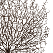 GloboStar® Artificial Garden BROWN COLAR BRANCH 21467 Τεχνητό Διακοσμητικό Κλαδί Καφέ Koράλι Y49cm