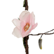 GloboStar® Artificial Garden MANGOLIA FLOWER VINE 21469 Τεχνητό Διακοσμητικό Κλαδί Μανόλιας  Y180cm