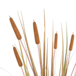 GloboStar® Artificial Garden TYPHA GRASS 21483 Τεχνητό Διακοσμητικό Φυτό Γρασίδι της Τύφας Μ70 x Π40 x Υ150cm