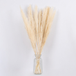 GLOBOSTAR® PAMPASGRASS 36507 Αποξηραμένο Διακοσμητικό Μπουκέτο Γρασίδι της Πάμπας - Μπεζ - Μ20 x Π20 x Υ80cm - Πακέτο 10 Τεμαχίων