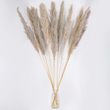 GLOBOSTAR® PAMPASGRASS 36514 Αποξηραμένο Διακοσμητικό Μπουκέτο Γρασίδι της Πάμπας - Καφέ - Μ20 x Π20 x Υ150cm - Πακέτο 5 Τεμαχίων