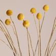 GloboStar® GRASPEDIA 36533 Αποξηραμένο Φυτό Κρασπέδια Φ3cm - Μπουκέτο Διακοσμητικών Κλαδιών Μπεζ - Κίτρινο Υ70cm - Σετ 20 τμχ