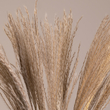 GLOBOSTAR® MISCANTHUS 36535 Αποξηραμένο Διακοσμητικό Μπουκέτο Μίσχανθος - Μπεζ - Μ20 x Π20 x Υ60cm - Πακέτο 20 Τεμαχίων