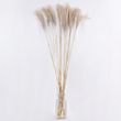 GloboStar® MISCANTHUS 36538 Αποξηραμένο Φυτό Μίσχανθος - Μπουκέτο Διακοσμητικών Κλαδιών Μπεζ Υ120cm - Σετ 10 τμχ