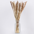 GloboStar® BROOMCORN 36540 Αποξηραμένο Φυτό Γλυκό Σόργο - Μπουκέτο Διακοσμητικών Κλαδιών Μπεζ - Καφέ Υ60cm - Σετ 20 τμχ