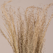 GloboStar® SILVERHAIRGRASS 36545 Αποξηραμένο Φυτό Ασημένια Χλόη - Μπουκέτο Διακοσμητικών Κλαδιών Μπεζ Υ60cm - Σετ 100 τμχ