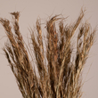GloboStar® COLATAI 36549 Αποξηραμένο Φυτό Εράγρωστις - Μπουκέτο Διακοσμητικών Κλαδιών Μπεζ - Καφέ Υ60cm - Σετ 50 τμχ