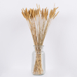 GloboStar® SETARIA 36557 Αποξηραμένο Φυτό Σεταρία - Μπουκέτο Διακοσμητικών Κλαδιών Μπεζ Υ60cm - Σετ 100 τμχ