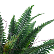 GloboStar® Artificial Garden FERN 20058 Τεχνητό Διακοσμητικό Φυτό Φτέρη Υ40cm
