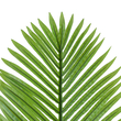 GloboStar® Artificial Garden ARECA PALM LEAF 20175 - Τεχνητό Διακοσμητικό Φύλο Φοινικόδεντρου Αρέκα Π45 x Υ100cm