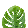 GloboStar® Artificial Garden MONSTERA LEAF 20223 - Τεχνητό Διακοσμητικό Φύλο Μονστέρας Π16 x Υ76cm