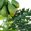 GloboStar® Artificial Garden PAPAYA TREE 20383 Τεχνητό Διακοσμητικό Φυτό  Παπάγια Υ270cm