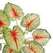 GloboStar® Artificial Garden CALADIUM PLANT 20932 Διακοσμητικό Φυτό Καλάντιουμ Φ58 x Υ55cm