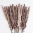 GloboStar® Artificial Garden REAL DRIED BROWN PAMPAS GRASS BUNCH 21215 Αποξηραμένο Διακοσμητικό Μπουκέτο Pampas Kάφε Y50cm - Σετ 15 τμχ