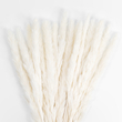 GloboStar® Artificial Garden REAL DRIED BEIGE PAMPAS GRASS BUNCH 21216 Αποξηραμένο Διακοσμητικό Μπουκέτο Pampas Μπέζ Y50cm - Σετ 15 τμχ