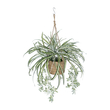 GloboStar® Artificial Garden CHLOROPHYTUM COMOSUM HANGING PLANT 20638 Τεχνητό Κρεμαστό Διακοσμητικό Χλωρόφυτο  Y50cm