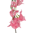 GloboStar® Artificial Garden BOUGANVILLEA BRANCH  20653 Τεχνητό Διακοσμητικό Κλαδί Βουκαμβίλιας Y79cm