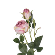 GloboStar® Artificial Garden PINK DAMASK CLIMBING ROSE BRANCH 21199 Τεχνητό Διακοσμητικό Κλαδί Τριαντάφυλλο Σαμπανιζέ Y55cm