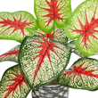 GloboStar® Artificial Garden CALADIUM 20891 Τεχνητό Διακοσμητικό Φυτό Τροπικό Φυτό Καλάδιο Φ40 x Υ33cm