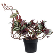 GloboStar® Artificial Garden ZEBRINA PLANT 20961 Διακοσμητικό Φυτό Ζεμπρίνα Φ45 x Υ22cm