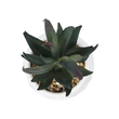 GloboStar® Artificial Garden SUCCULENT ALOE POTTED PLANT 20978 Διακοσμητικό Φυτό Αλόης Φ7 x Υ14cm