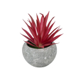 GloboStar® Artificial Garden AIR PLANT TILLANDSIA POTTED PLANT 21035 Διακοσμητικό Φυτό Τιλάντσια Φ12 x Υ15cm