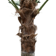 GloboStar® Artificial Garden PLANT PALM TREE 21055 Διακοσμητικό Δέντρο Φοίνικα  Φ240 x Υ400cm