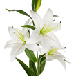 GloboStar® Artificial Garden WHITE LILY BRANCH 21312 Τεχνητό Διακοσμητικό Κλαδί Λευκό Κρίνο Y95cm