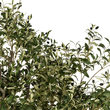GloboStar® Artificial Garden OLIVE TREE 21112 Τεχνητό Διακοσμητικό Δέντρο Ελιά Υ220cm