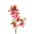 GloboStar® Artificial Garden CHAMPAGNE PINK ORCHID  BRANCH 21411 Τεχνητό Διακοσμητικό Κλαδί Σαμπανί Ορχιδέα Y70cm